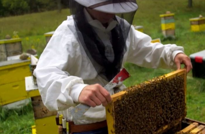 Sistemska podrška pčelarstvu i školovanje pčelara - šansa za ruralni razvoj i smanjenje nezaposlenosti