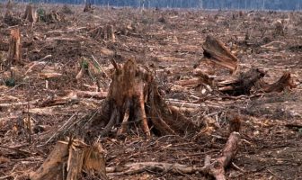 World Wide Fund for Nature: Priroda virusima uzvraća zbog uništenih šuma, staništa divljih životinja World Wide Fund for Nature: Priroda virusima uzvraća zbog uništenih šuma, staništa divljih životinja