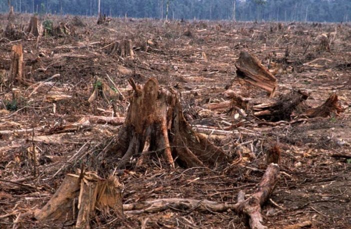 World Wide Fund for Nature: Priroda virusima uzvraća zbog uništenih šuma, staništa divljih životinja