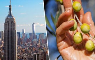 Iz New Yorka stiglo zlato i srebro za maslinova ulja iz BiH Iz New Yorka stiglo zlato i srebro za maslinova ulja iz BiH