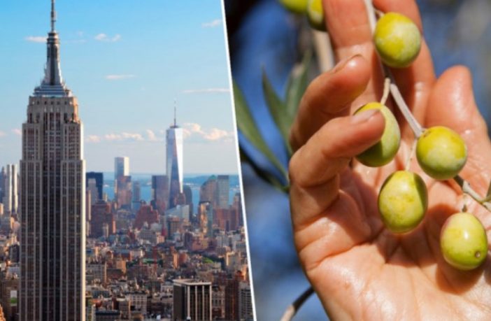 Iz New Yorka stiglo zlato i srebro za maslinova ulja iz BiH